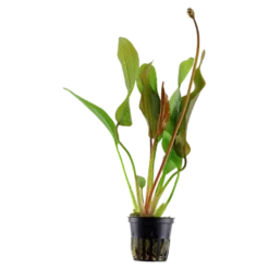Tropica Akvarieplante i potte Echinodorus Red Diamond