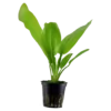 Tropica Akvarieplante i potte Echinodorus cordifolius fluitans