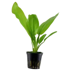 Tropica Akvarieplante i potte Echinodorus cordifolius fluitans