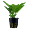 Tropica Akvarieplante i potte Echinodorus Aquartica