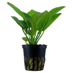 Tropica Akvarieplante i potte Echinodorus Aquartica