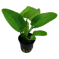 Tropica Akvarieplante i potte Echinodorus Aquartica