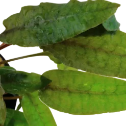 Tropica Akvarieplante i potte Cryptocoryne wendtii Tropica