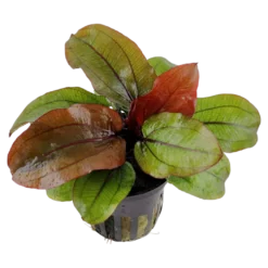 Tropica Akvarieplante i potte Echinodorus Reni
