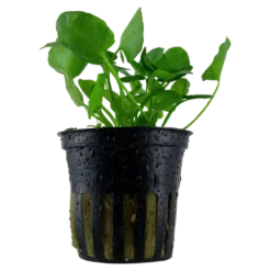 Tropica Akvarieplante i potte Nymphoides hydrophylla Taiwan
