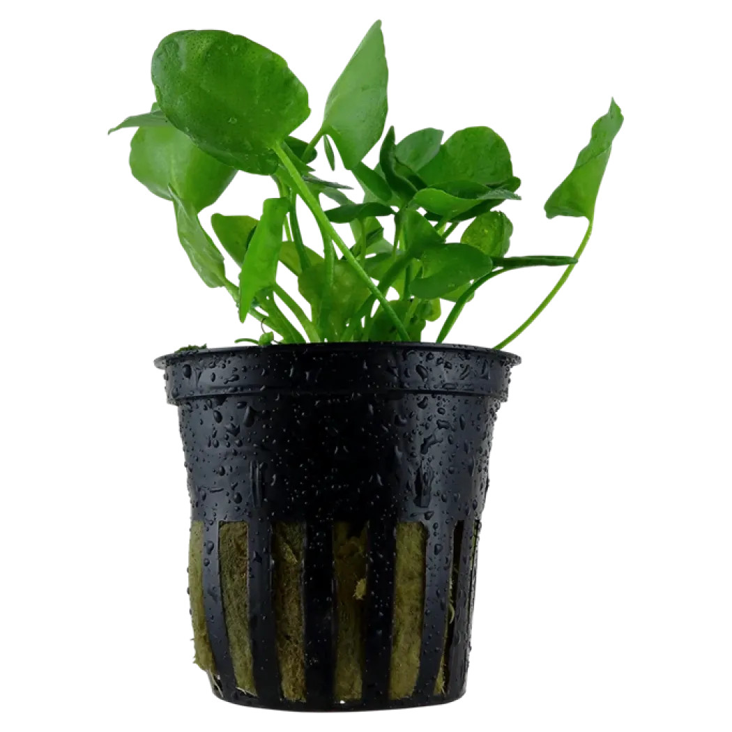 Tropica Akvarieplante i potte Nymphoides hydrophylla Taiwan