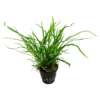Tropica Akvarieplante i potte Microsorum pteropus Trident