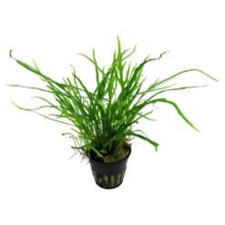 Tropica Akvarieplante i potte Microsorum pteropus Trident