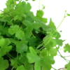 Tropica Akvarieplante i potte Hydrocotyle tripartita