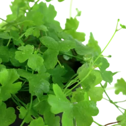 Tropica Akvarieplante i potte Hydrocotyle tripartita