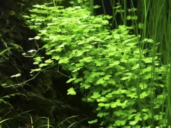 Tropica Akvarieplante i potte Hydrocotyle tripartita