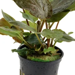 Tropica Akvarieplante i potte Lagenandra meeboldii Red