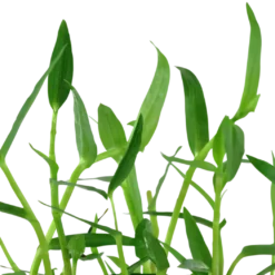 Tropica Akvarieplante i potte Murdannia keisak