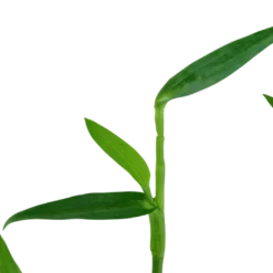 Tropica Akvarieplante i potte Murdannia keisak