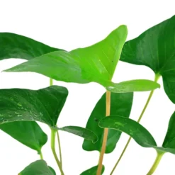 Tropica Akvarieplante i potte Anubias Gracilis