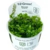 Tropica Bacopa caroliniana 1-2-GROW