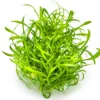 Tropica Cryptocoryne parva 1-2-GROW