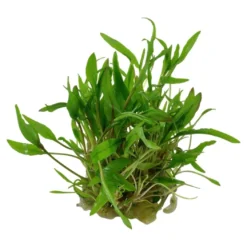 Tropica Cryptocoryne Wendtii Green 1-2-GROW