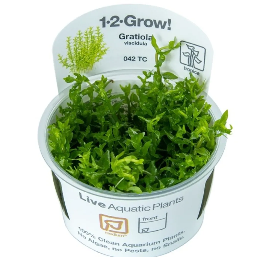 Tropica Gratiola viscidula 1-2-GROW