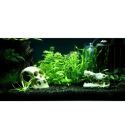 Tropica Helanthium Quadricostatus 1-2-GROW
