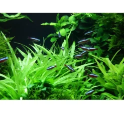 Tropica Helanthium Quadricostatus 1-2-GROW