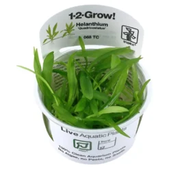 Tropica Helanthium Quadricostatus 1-2-GROW