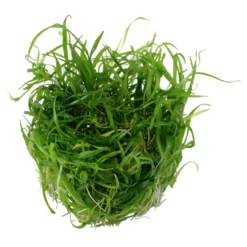 Tropica Helanthium tenellum Green 1-2-GROW