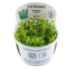 Tropica Hottonia Palustris 1-2-Grow