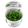Tropica Hydrocotyle tripartita 1-2-GROW x 3