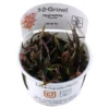 Tropica Hygrophila 'Araguaia' 1-2-GROW x 3