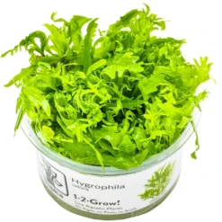Tropica Hygrophila odora 1-2-Grow