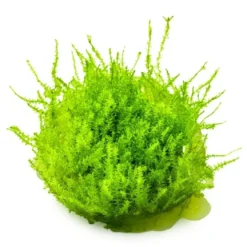 Tropica Leptodictyum riparium 1-2-Grow