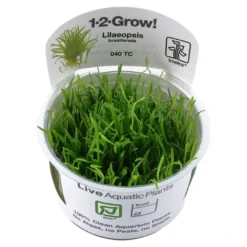 Tropica Lilaeopsis brasiliensis 1-2-GROW