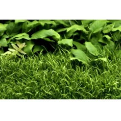 Tropica Lilaeopsis brasiliensis 1-2-GROW