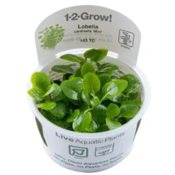 Tropica Lobelia cardinalis Mini 1-2-Grow