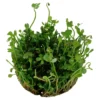 Tropica Marsilea hirsuta 1-2-GROW x 3