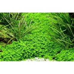 Tropica Micranthemum callitrichoides Cuba 1-2-GROW