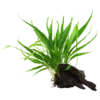 Tropica Microsorum Pteropus XS på trærod