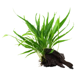 Tropica Microsorum Pteropus XS på trærod