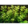 Tropica MiniPot Bacopa caroliniana