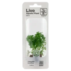 Tropica MiniPot Limnophila sessiliflora