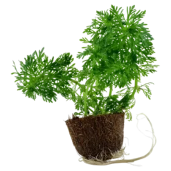 Tropica MiniPot Limnophila sessiliflora