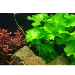 Tropica Nymphoides hydrophylla Taiwan 1-2-GROW