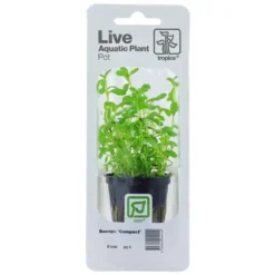 Tropica PCS Pot Bacopa monnieri Compact x 3