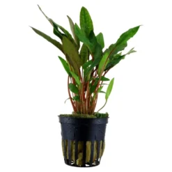 Tropica PCS Pot Cryptocoryne beckettii Petchii x 3