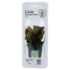 Tropica PCS Pot Echinodorus Reni x 3