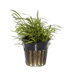 Tropica PCS Pot Lilaeopsis brasiliensis x 3