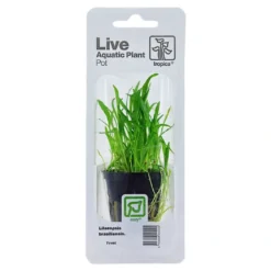 Tropica PCS Pot Lilaeopsis brasiliensis x 3