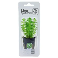 Tropica PCS Pot Limnophila sessiliflora x 3