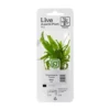 Tropica PCS Pot Microsorum pteropus Narrow x 3